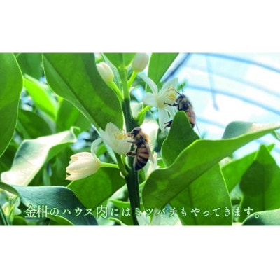 きんかん「宮崎夢丸」1kg