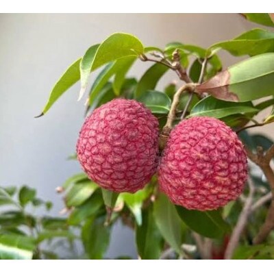 綾町産生ライチ 2種食べ比べセット(200g×2パック)