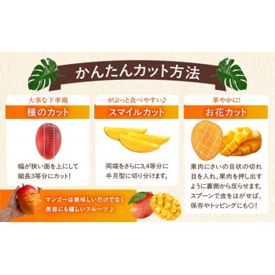 完熟マンゴー　4L×1パック