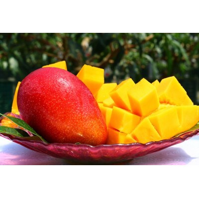 【発送月固定定期便】至極完熟マンゴー定期便【Z21】(綾町)全3回