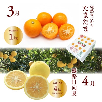 【発送月固定定期便】特選果物定期便【Y22】(綾町)全6回