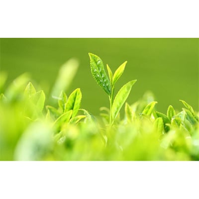お抹茶いっぷくセット