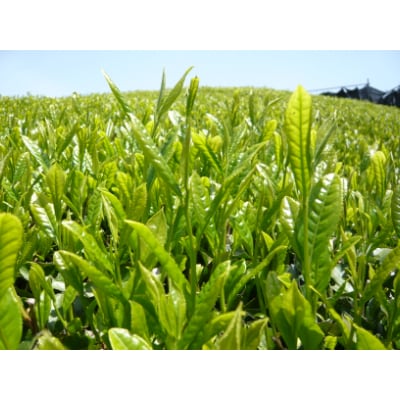 京都の老舗古畑園の宇治新茶(令和7年産)