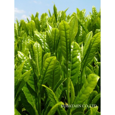 京都の老舗古畑園の宇治新茶(令和7年産)