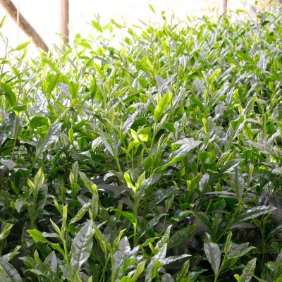 宇治玉露と宇治煎茶の お詰合せ
