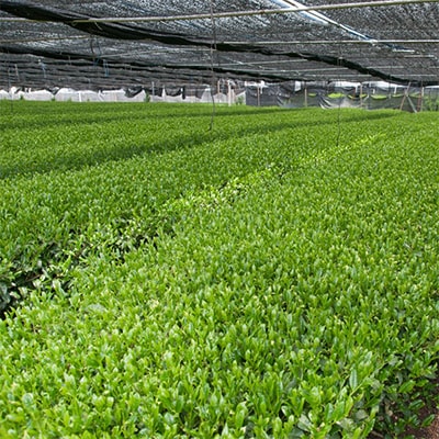 抹茶飲み比べセット(宇治抹茶2種詰め合わせ) 　【お茶の町　京都　宇治田原町　木谷製茶場 】