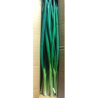 京野菜・九条ネギ　約1kg