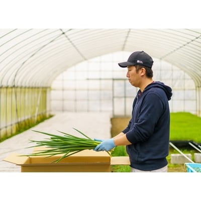 京野菜・九条ネギ　約1kg