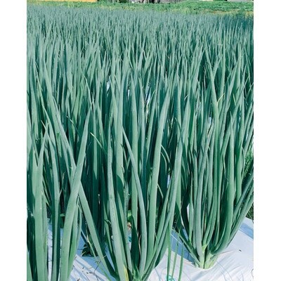 京野菜・九条ネギ　約2kg  (農家直送便)