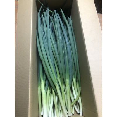 京野菜・九条ネギ　約2kg  (農家直送便)