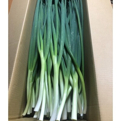 京野菜・九条ネギ　約3kg　(農家直送便)