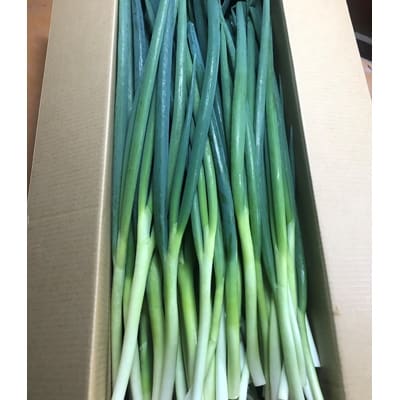 京野菜・九条ネギ　約5kg　(農家直送便)