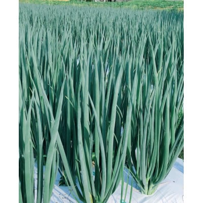 京野菜・九条ネギ　700g