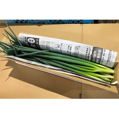 京野菜・九条ネギ　700g