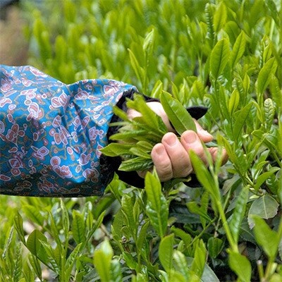 宇治・有機煎茶　100g×2本