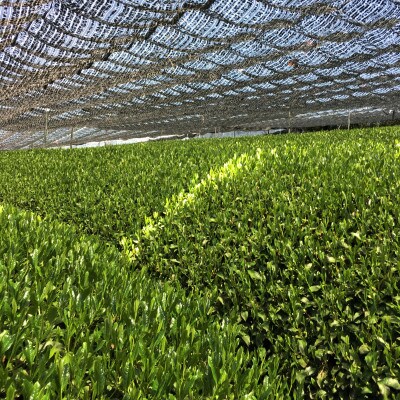 宇治・有機抹茶プレミアム　40g缶入×3缶