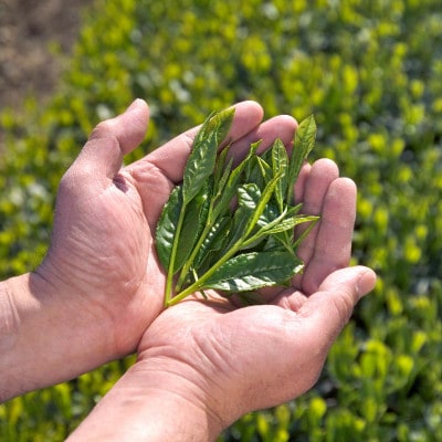 宇治・水出し朝昼番茶ティーバッグ　10g×20個入×3袋