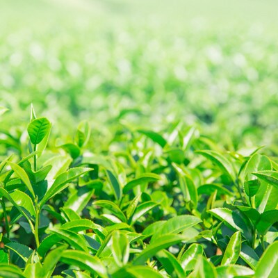 宇治深蒸し茶　飲み比べセット　100g×4袋