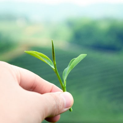 宇治茶　手摘み玉露飲み比べセット　50g×2袋