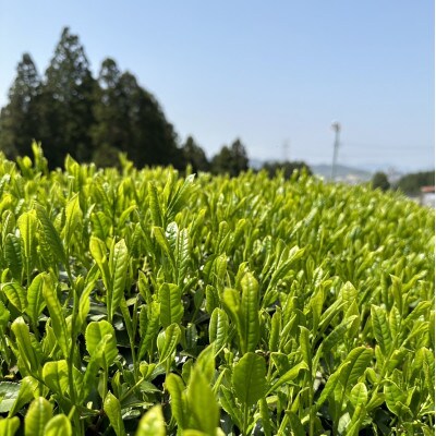 【2025年先行受付】ティーバッグ入り八十八夜摘み新茶(20個入×2袋)