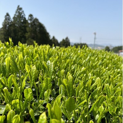 【2025年先行受付】桐茶箱入り八十八夜摘み新茶(250g×2袋)