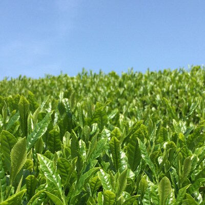 2023年9月発送開始『定期便』宇治茶ティーバッグ3種セット(煎茶・ほうじ茶・抹茶入玄米茶)全4回