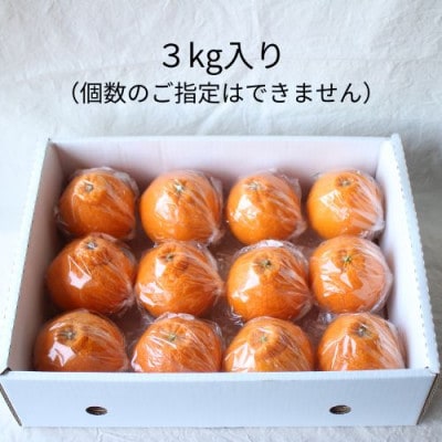 【2026年5月順次発送】濃厚なコクと甘さ 長期熟成しらぬい 3kg 農家直送 和歌山県産