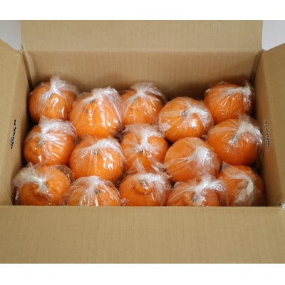 お好みの味に育てて楽しむ不知火　3kg　産地直送　和歌山県産