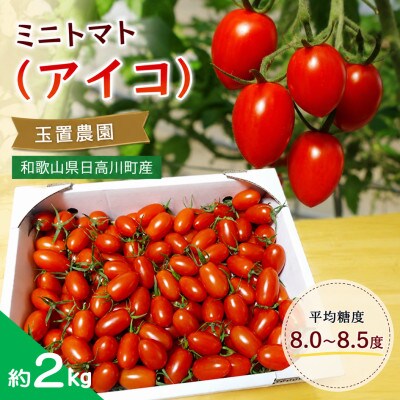 【2027年1月中旬以降発送】甘くて肉厚なミニトマト アイコ 約2kg