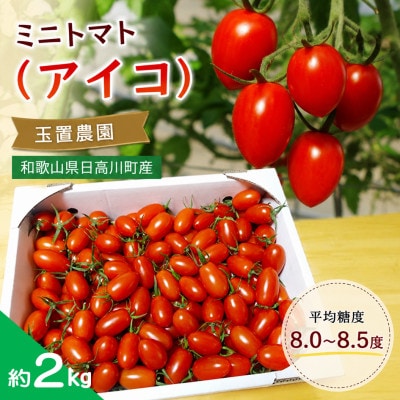 【2027年1月中旬以降発送】甘くて肉厚なミニトマト アイコ 約2kg