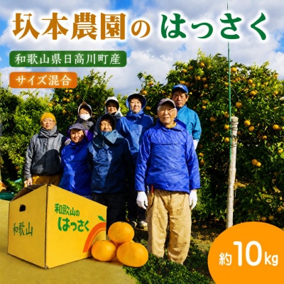【2027年2月から順次発送】圦本農園のはっさく 10kg(サイズ混合)/和歌山県日高川町