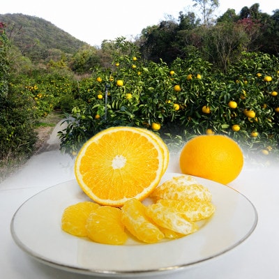 【2027年2月から順次発送】圦本農園のはっさく 10kg(サイズ混合)/和歌山県日高川町