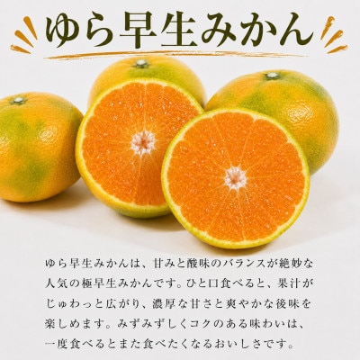 【10月上旬から発送】圦本農園の「ゆら早生みかん」 約5kg