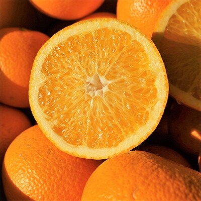 【2025年4月以降発送】樹上完熟 紅はっさく 10kg(家庭用・サイズ混合)