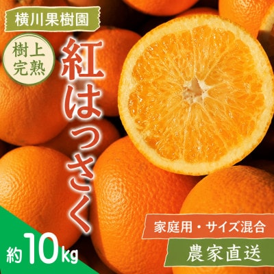 【2027年4月発送】樹上完熟 紅はっさく 約10kg(家庭用・サイズ混合)