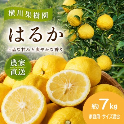 【2027年2月発送】爽やかな甘さの柑橘「はるか」約7kg(家庭用・サイズ混合)