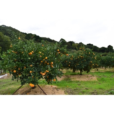 【日高川町産】ゆら早生みかん10kg