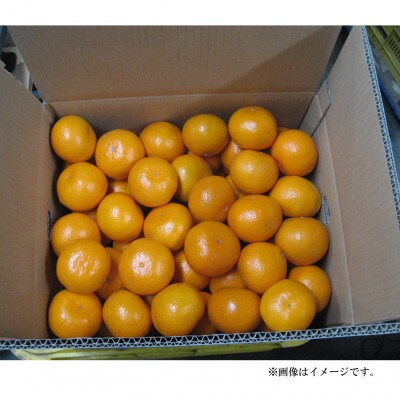 【家庭用】【樹上完熟】甘みとコクがはじける!日高川の恵み「ゆら早生みかん」 サイズ混合　約10kg