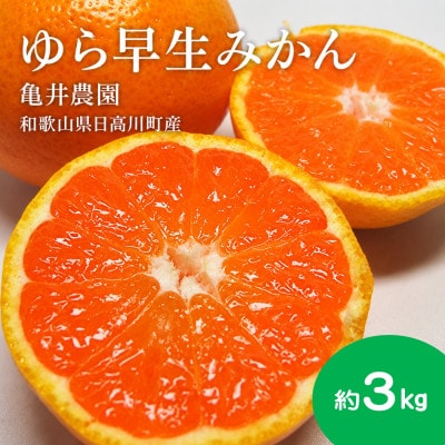 【樹上完熟】甘みとコクがはじける!日高川の恵み「ゆら早生みかん」 サイズ混合　約3kg