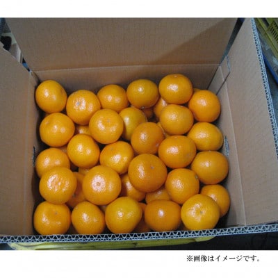 【樹上完熟】甘みとコクがはじける!日高川の恵み「ゆら早生みかん」 サイズ混合　約3kg