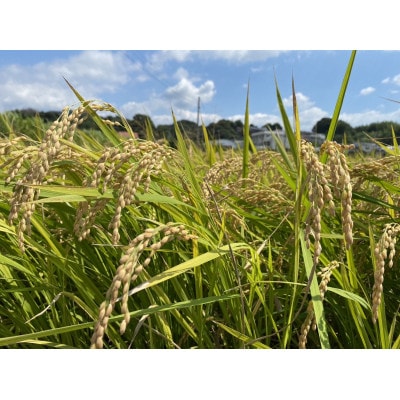 【令和8年産】和歌山県認定　特別栽培米「永楽米」(品種:にじのきらめき)　3kg　和歌山県日高川町産