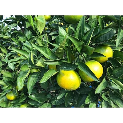 日高川町・御坊市産　ゆら早生みかん5kg