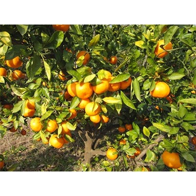 【12月発送】日高川町・御坊市産 温州みかん(あじ姫)5kg