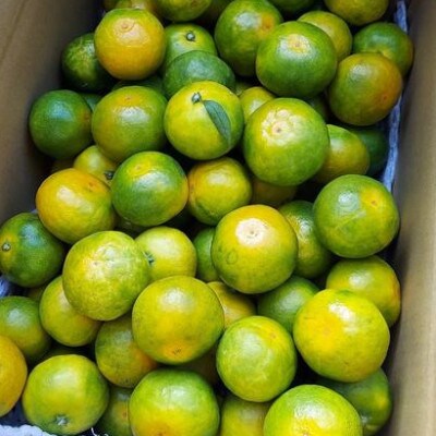ゆら早生みかん「ゆらっ子」5kg
