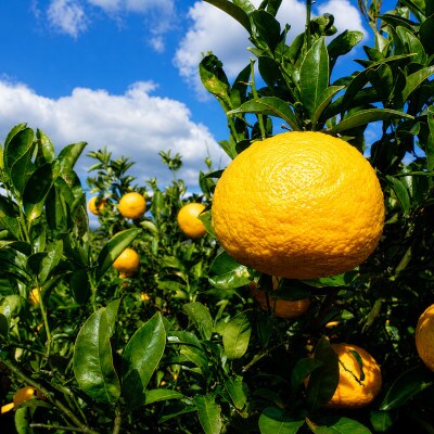 【2027年4月発送】甘夏 約10kg(サイズ混合)　和歌山県日高川町産