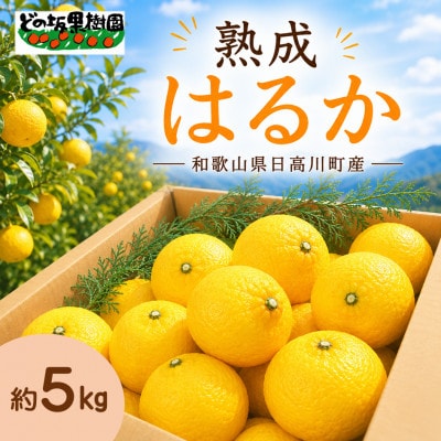 「レモン」じゃないよ「はるか」だよ!　【熟成】はるか 5kg/和歌山県日高川町産