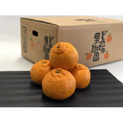 【貯蔵熟成】プリッとした食感　どの坂果樹園　不知火5kg(L～5Lサイズ中心)　/和歌山県日高川町産