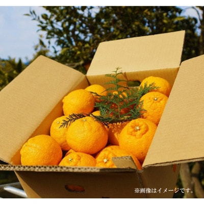 【貯蔵熟成】プリッとした食感　どの坂果樹園　不知火5kg(L～5Lサイズ中心)　/和歌山県日高川町産