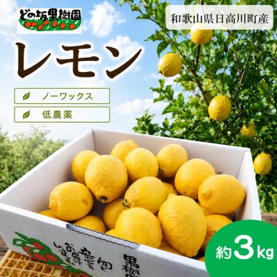【低農薬・ノーワックス】国産レモン 3kg/和歌山県日高川町産