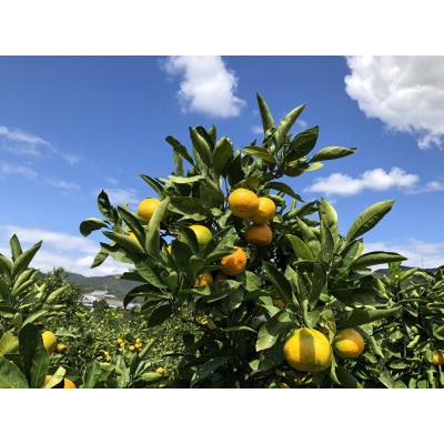 【低農薬・ノーワックス】国産レモン 3kg/和歌山県日高川町産